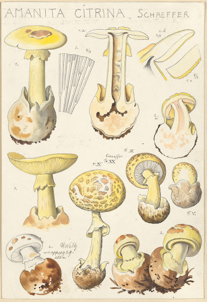 Amanita citrina 1915 1945