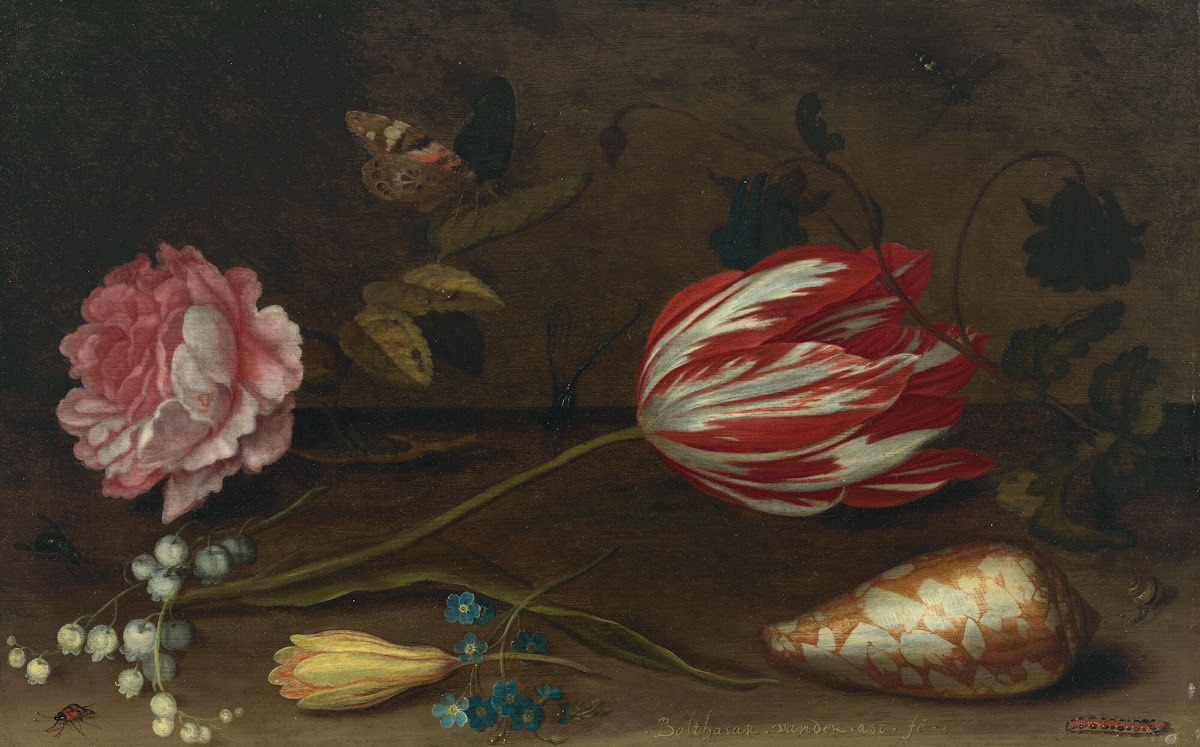 A rose a tulip insects and a shell on a ledge