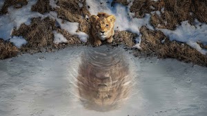 Lion Cub Wallpaper
