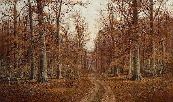 Beech Trees