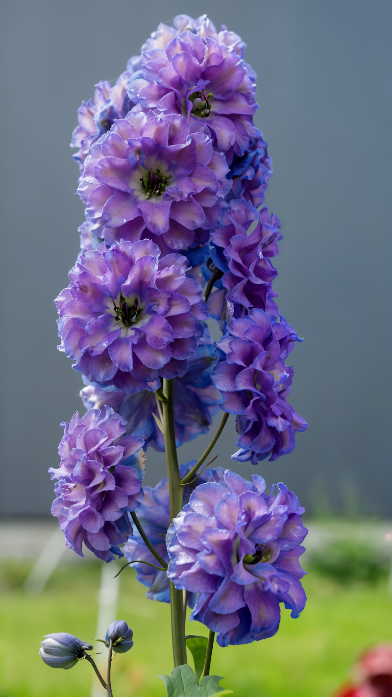 Delphinium Highlander Bolero in piena fioritura, spighe viola-blu maestose
