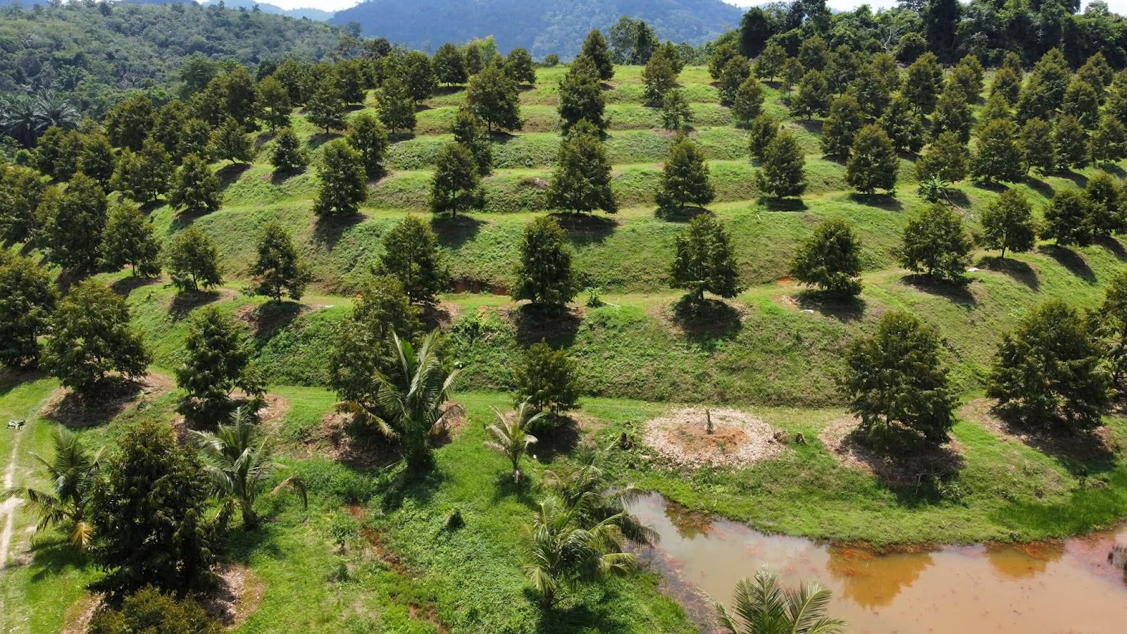 Telemong Durian Farm