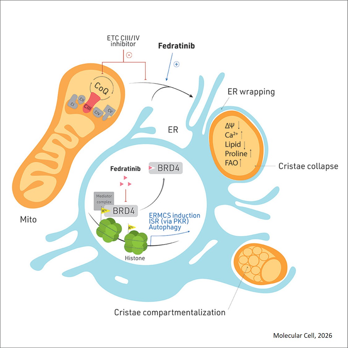 BRD4-mediated ER membrane contact creates functionally distinct mitochondrial subtypes