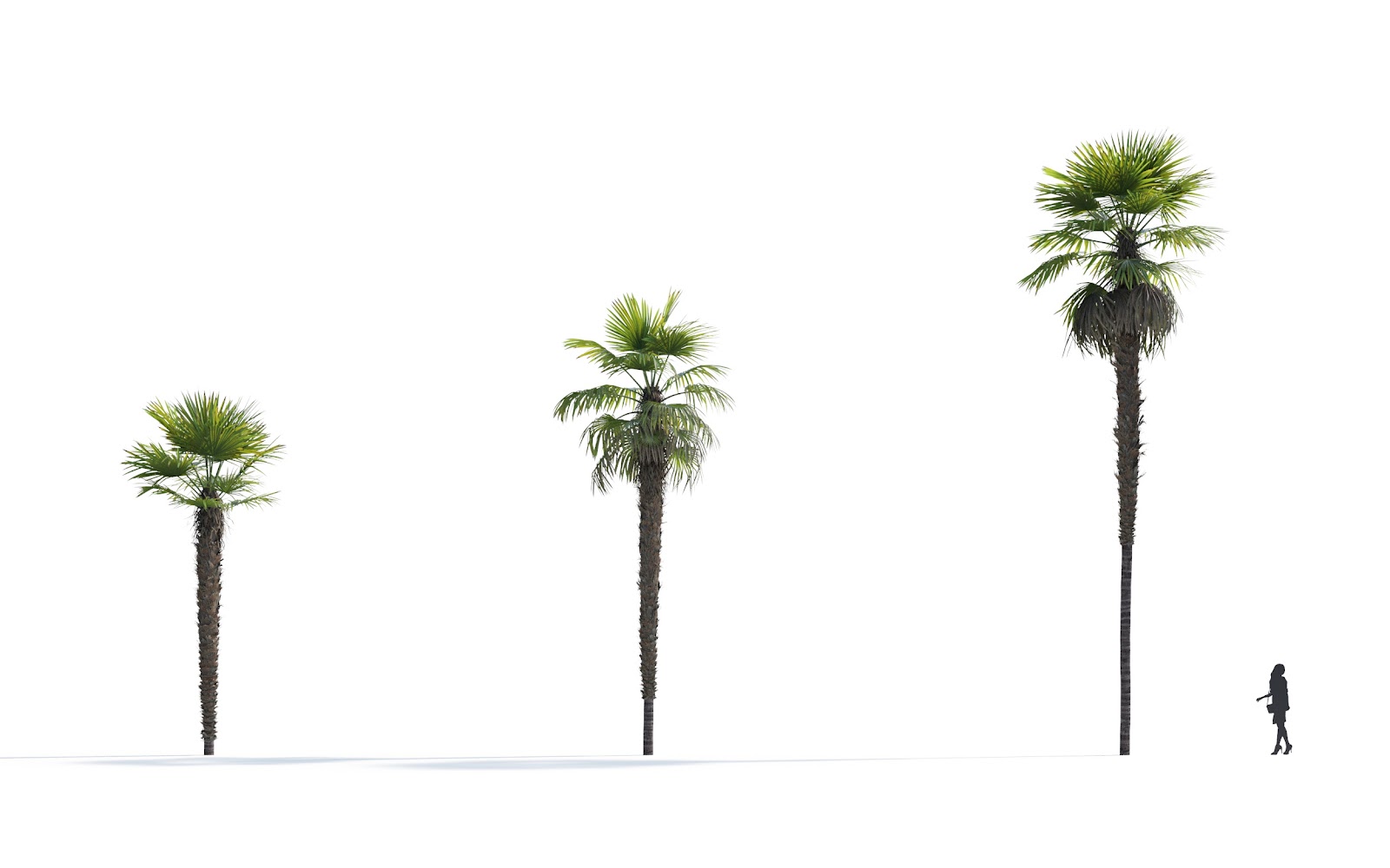 Maxtree - Plant Models Vol.7