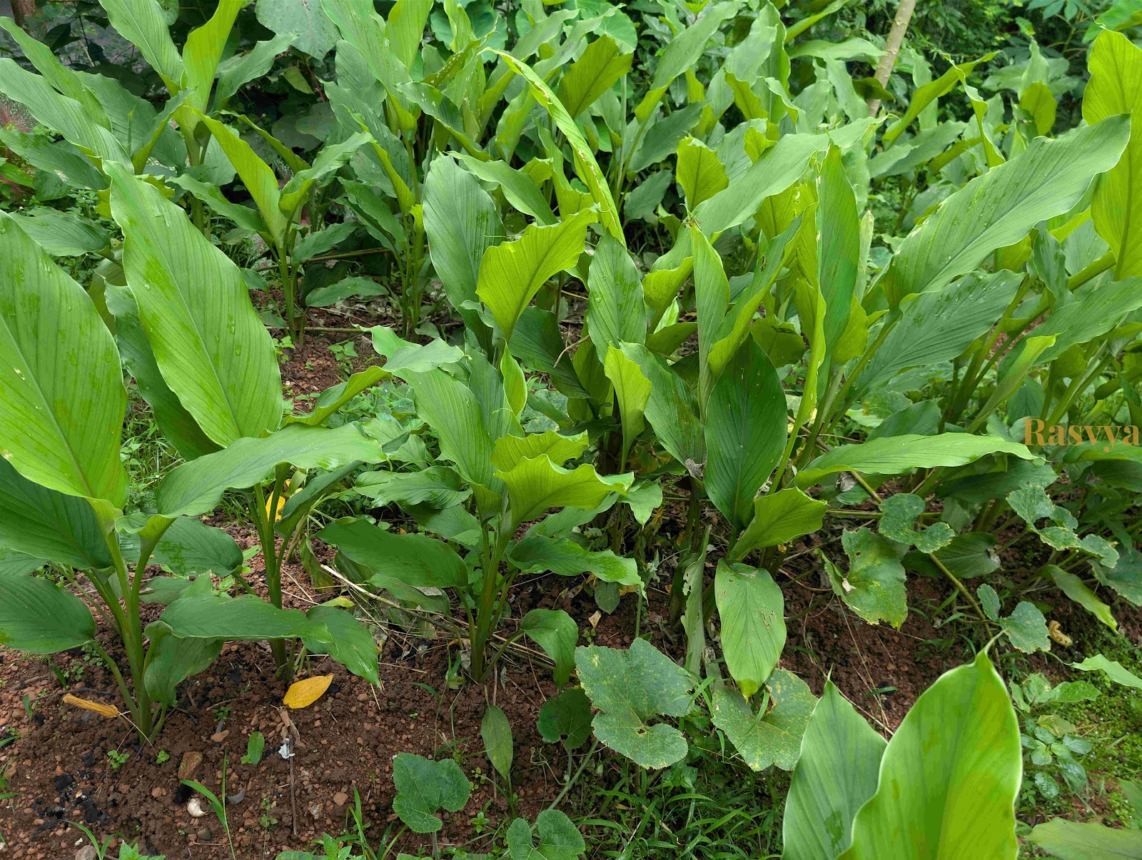 Turmeric growing in the farms of Rasvya