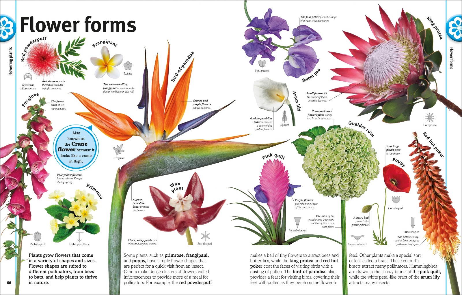 Our World in Pictures: Trees, Leaves, Flowers & Seeds — gambar 5