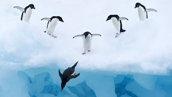 Penguins Wallpaper