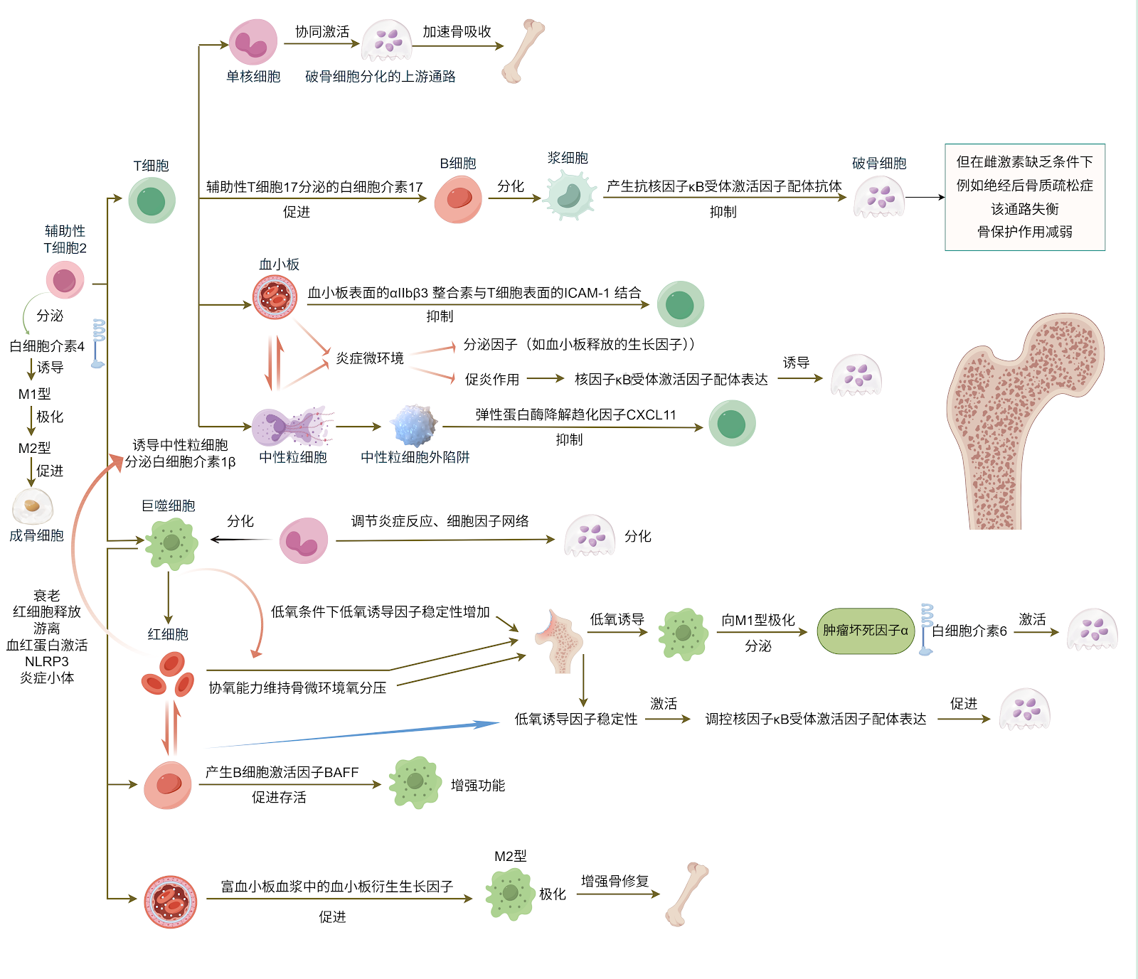 Blood cells and the occurrence and progression of osteoporosis: biomarkers and emerging therapeutic strategies