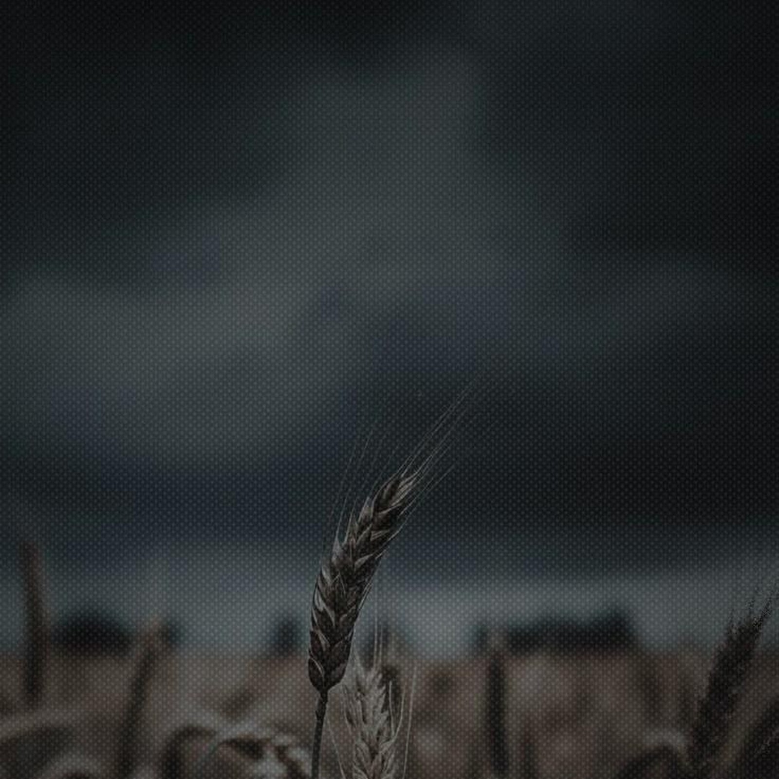 Download Wheat Field Under Stormy Sky iPhone