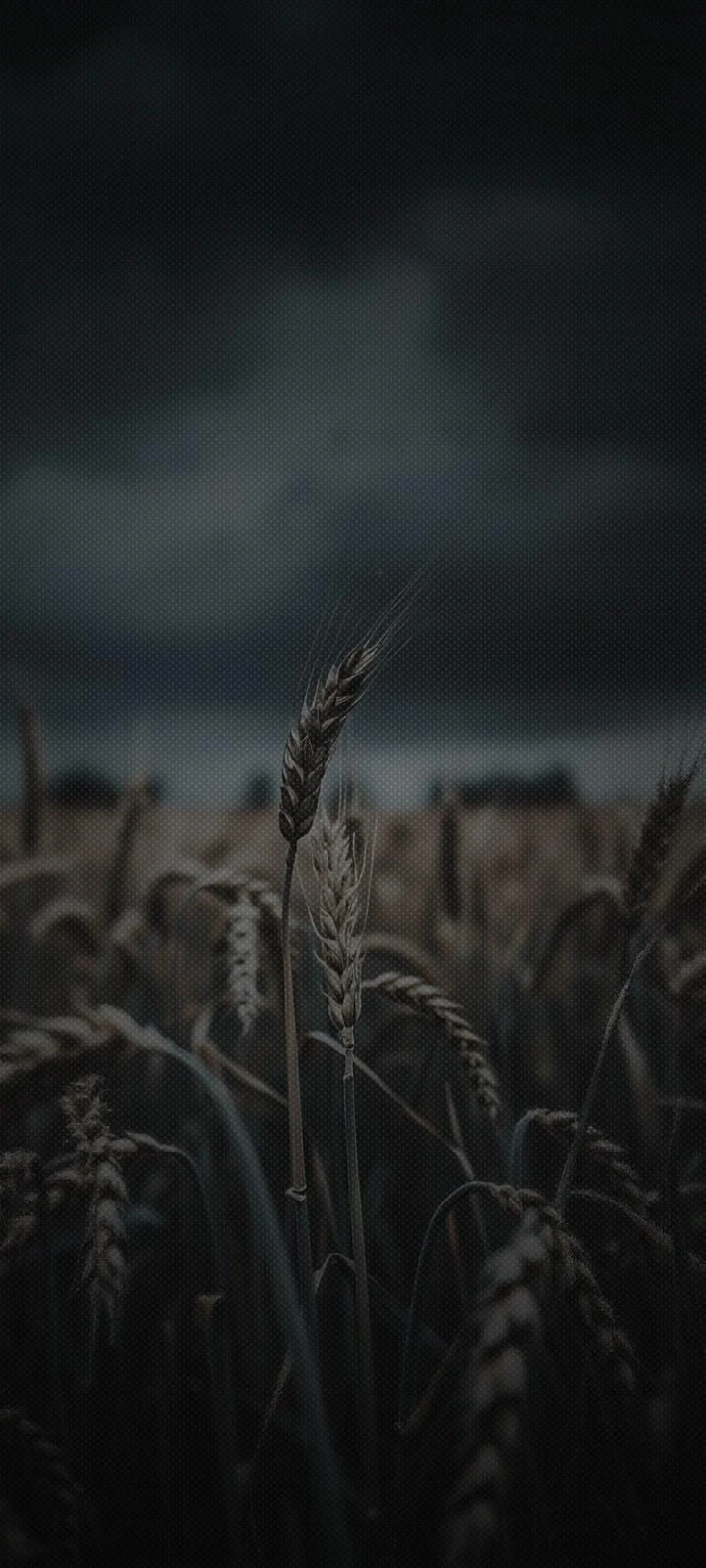 Wheat Field Under Stormy Sky - Moody Nature Photography iPhone Wallpaper (736x1636)