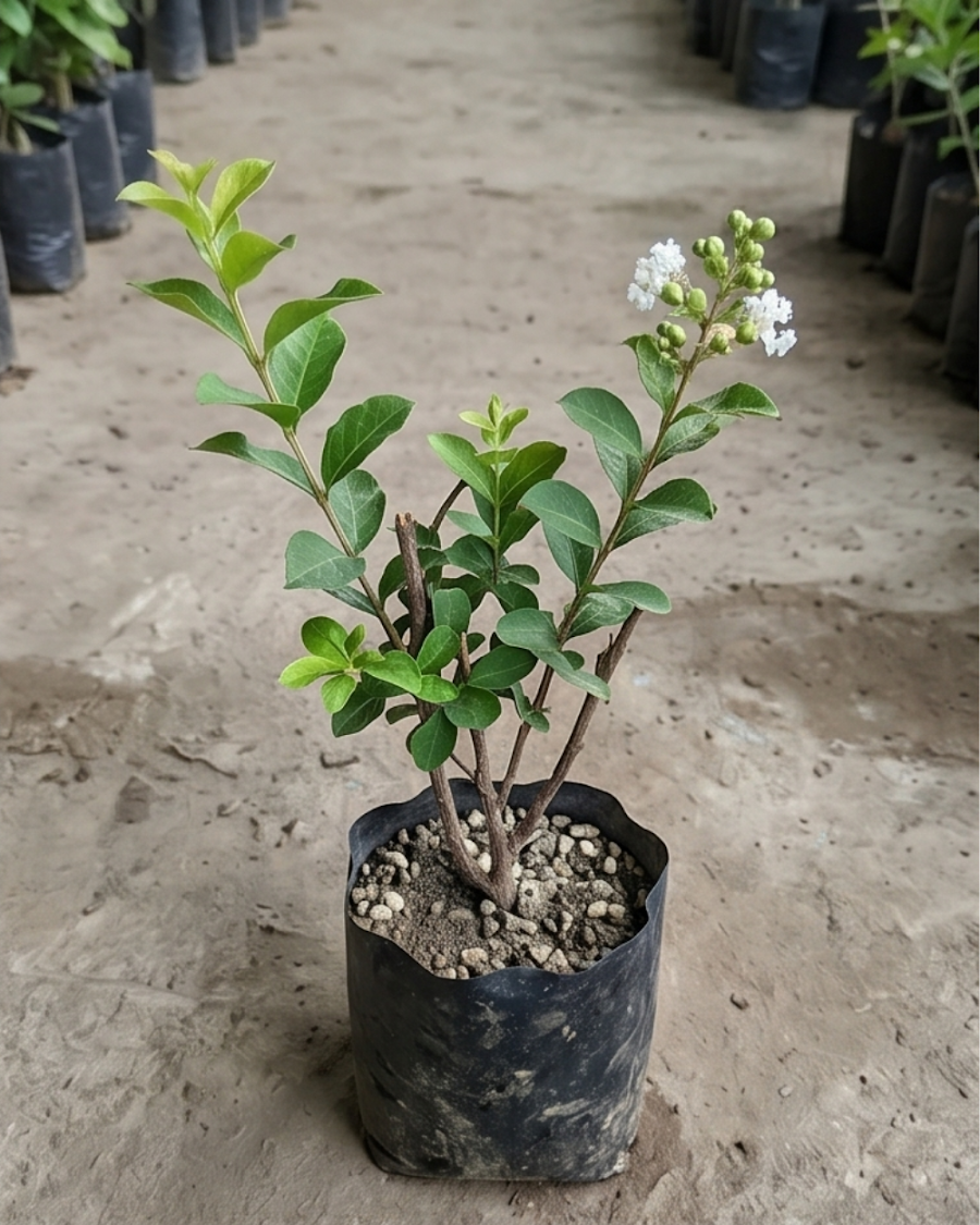 Lagerstroemia Furush White Plant — view 2