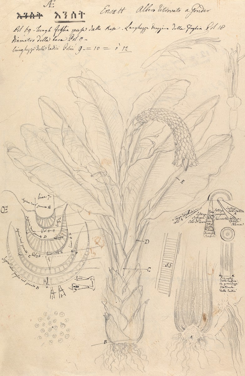 Ensete ventricosum 2