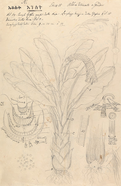 Ensete ventricosum 2