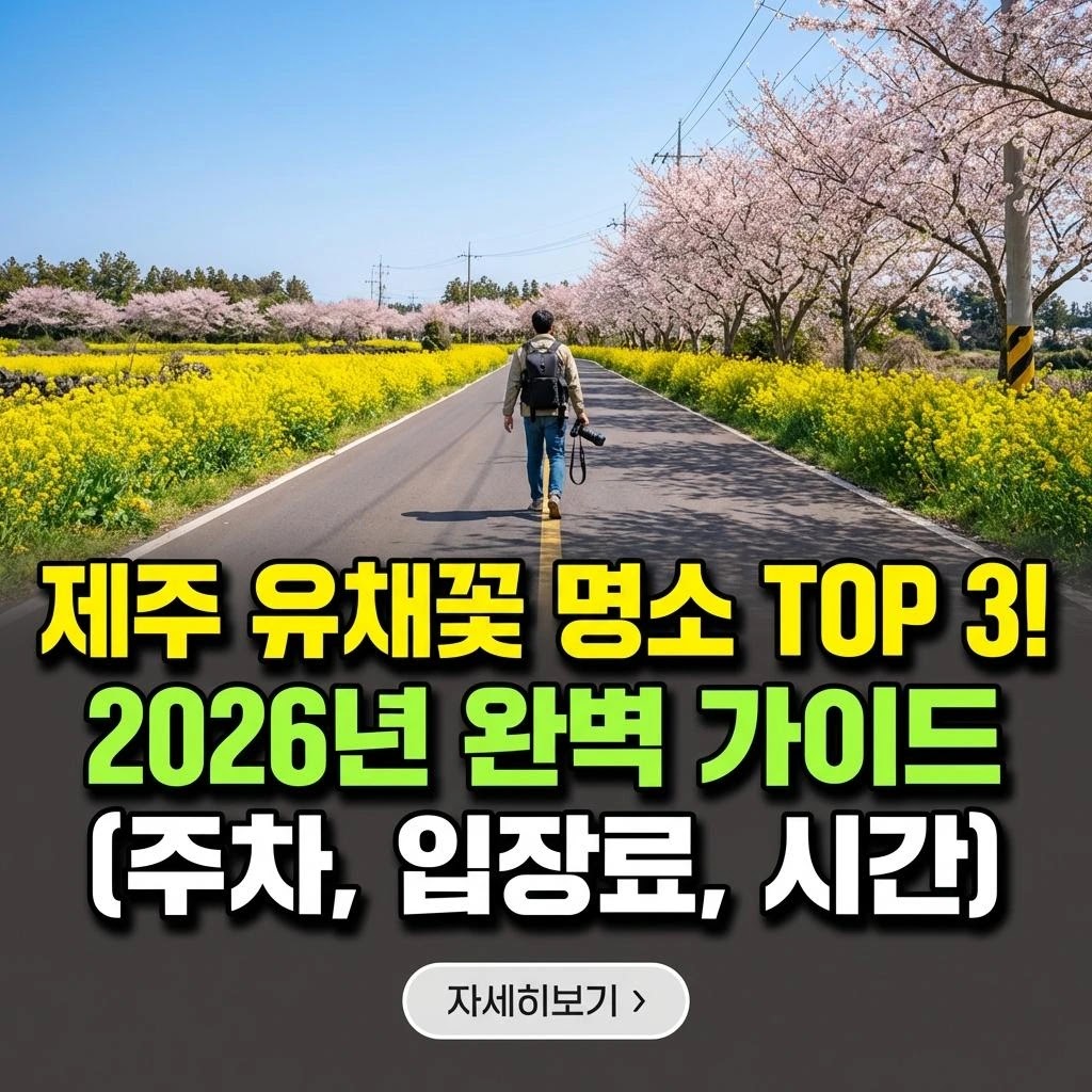 제주 유채꽃 명소 TOP 3! 2026년 완벽 가이드 (주차, 입장료, 시간)