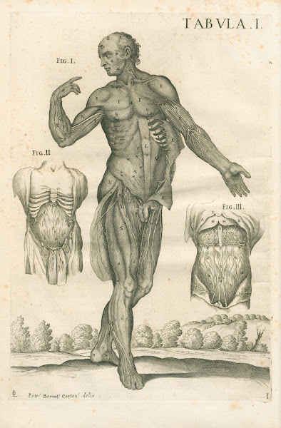 Tabulae anatomicae a celeberrimo pictore Petro Berretino Cortonensi Pl01 1741