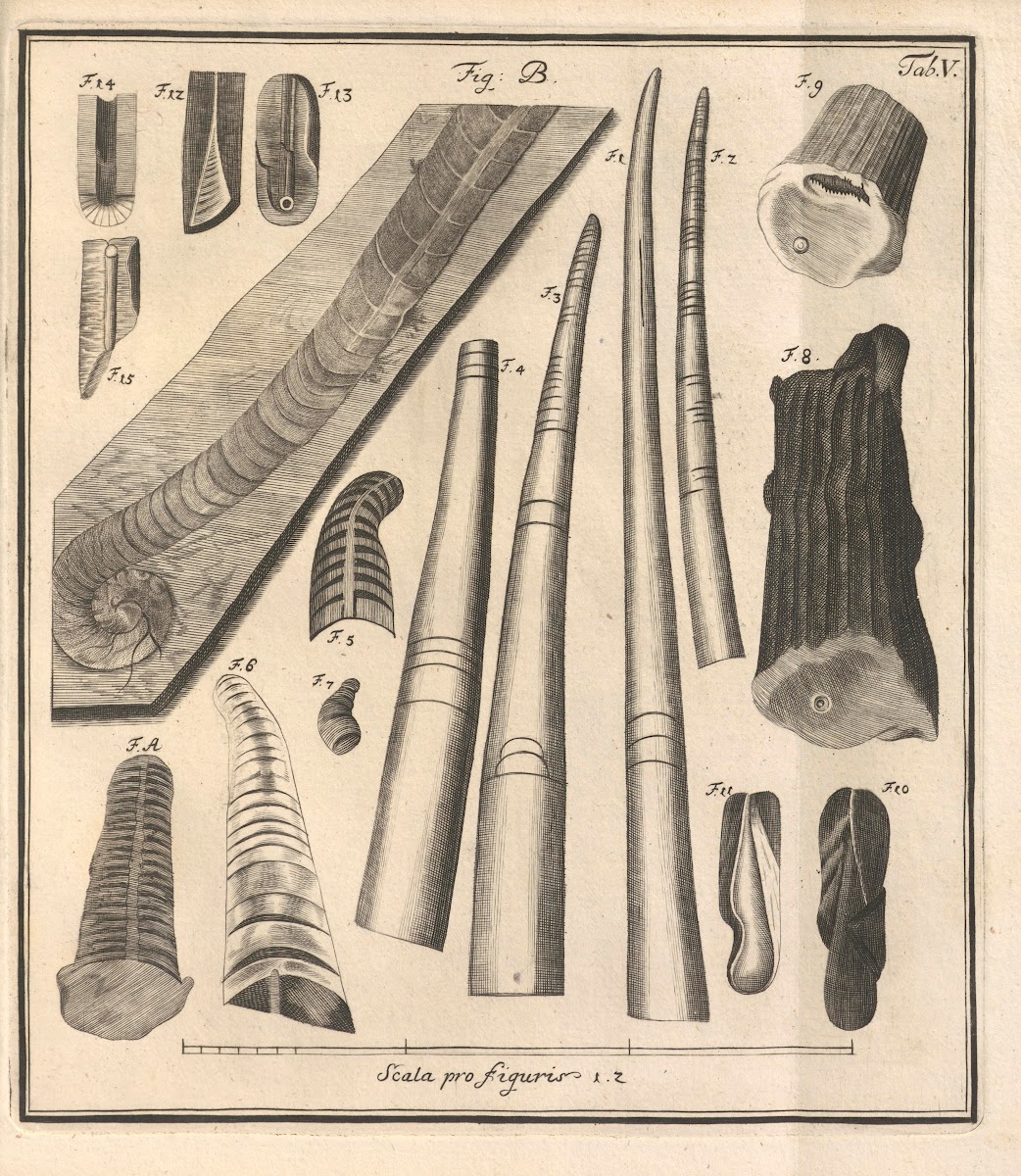 Descriptiones Tubulorum Marinorum Descriptions of Marine Tubes Pl04 1731