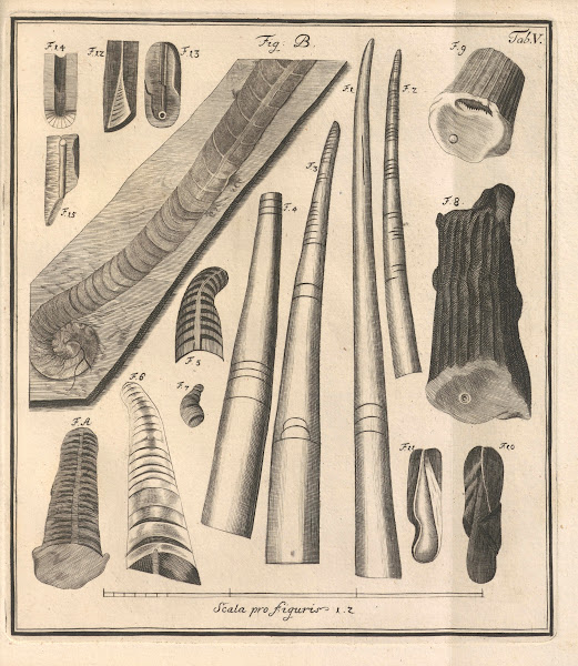 Descriptiones Tubulorum Marinorum Descriptions of Marine Tubes Pl04 1731
