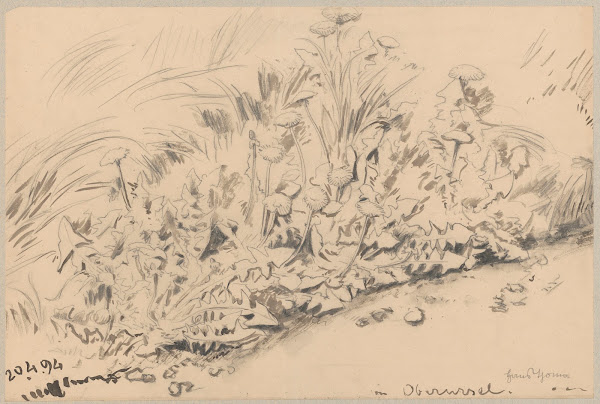 Study of plants 1894