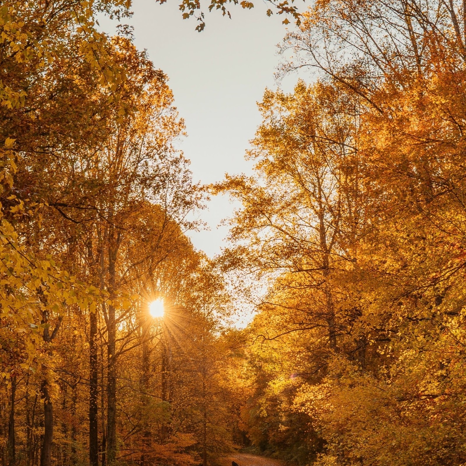 Download Autumn Road 4K iPhone