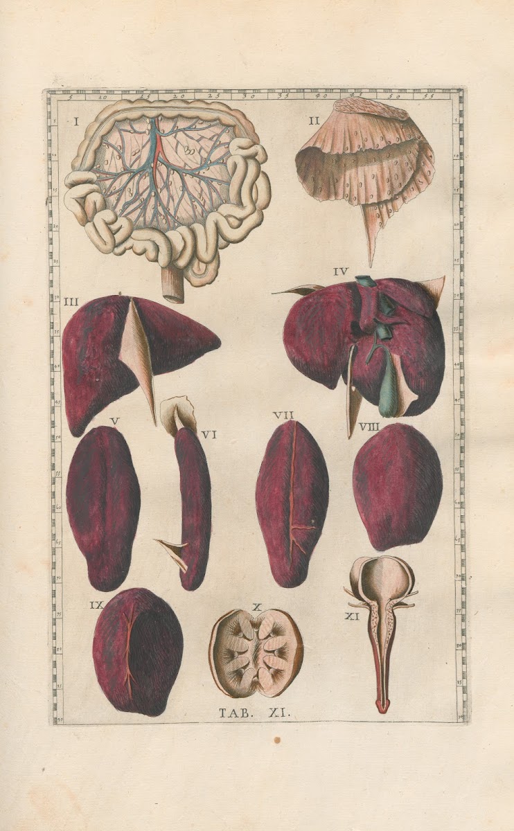 Bartholomaei Eustachii anatomici summi Romanae archetypae tabulae anatomicae nov