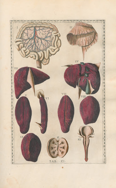 Bartholomaei Eustachii anatomici summi Romanae archetypae tabulae anatomicae nov