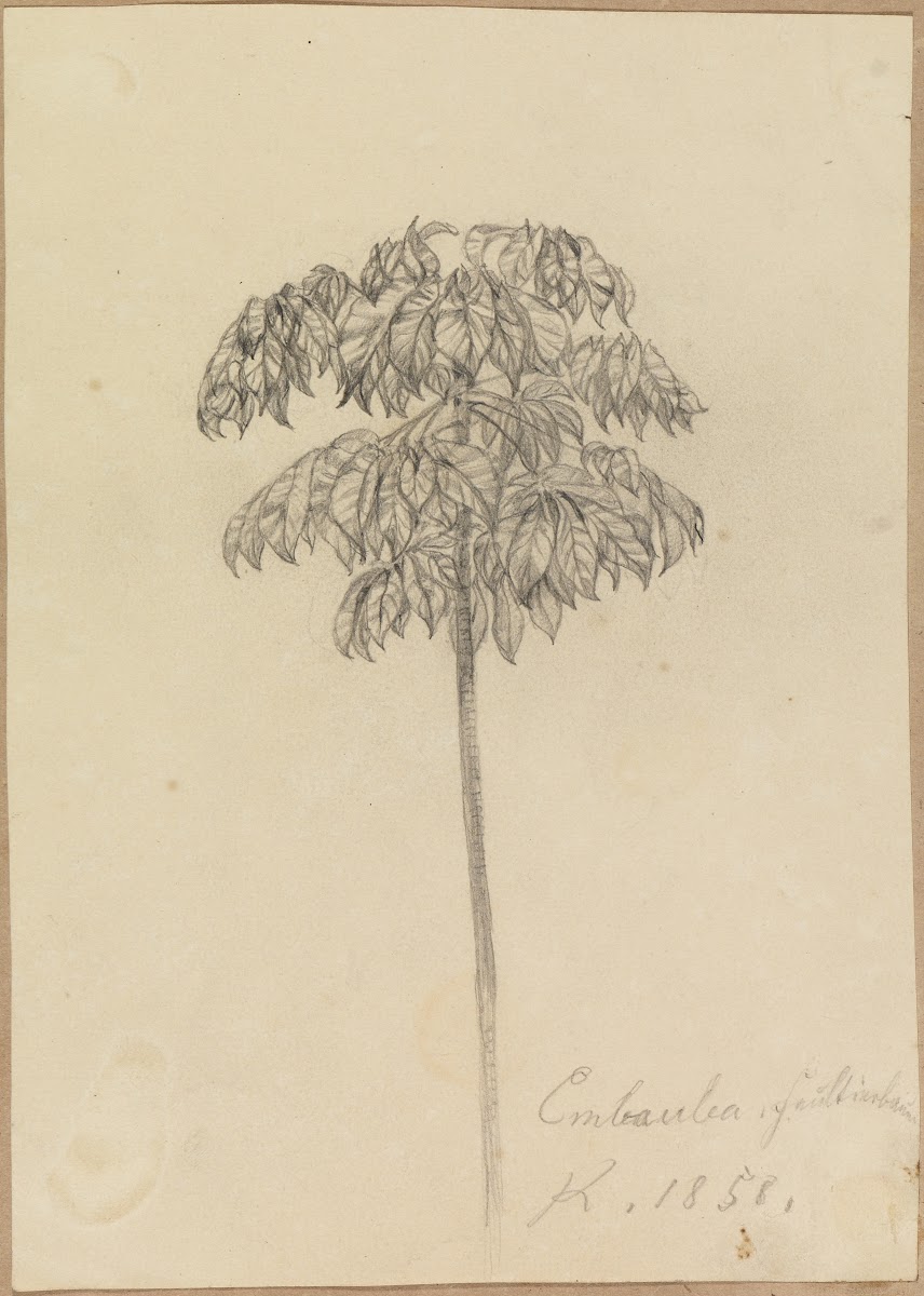 Studie Faultierbaum 1858
