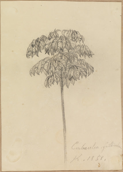 Studie Faultierbaum 1858