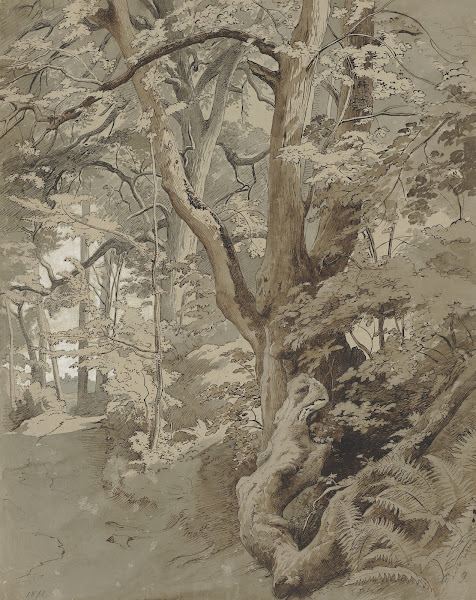 Waldpartie mit einer Eiche und Farnkraut