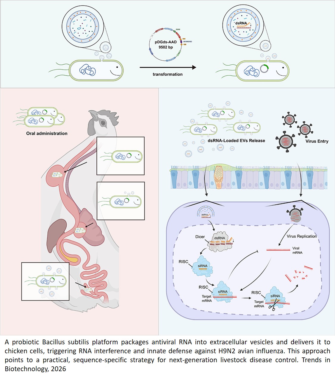 Engineered Bacillus subtilis to deliver dsRNA via extracellular vesicles against the H9N2 avian influenza virus