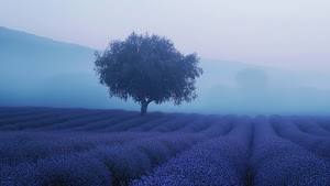 Tree Wallpaper