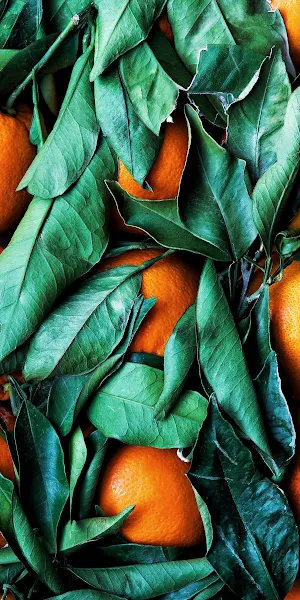 Colored, Color Scheme, Palette, Rangpur, Green Full HD iPhone Wallpaper Background