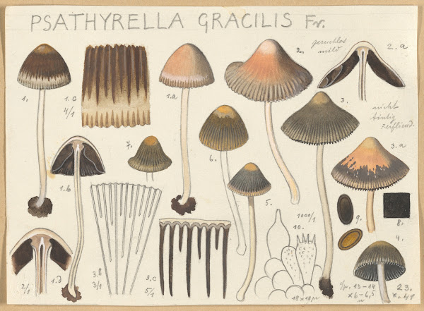Psathyrella gracilis 1915 1945