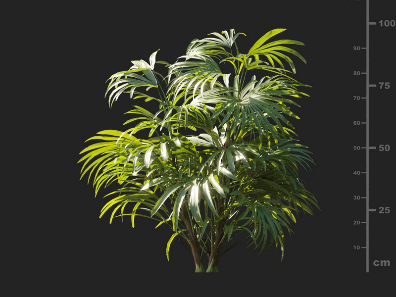 Maxtree - Plant Models Vol.127