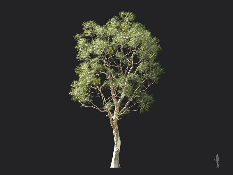 Maxtree - Plant Models Vol.124