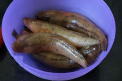 Cá bống đem rửa sạch