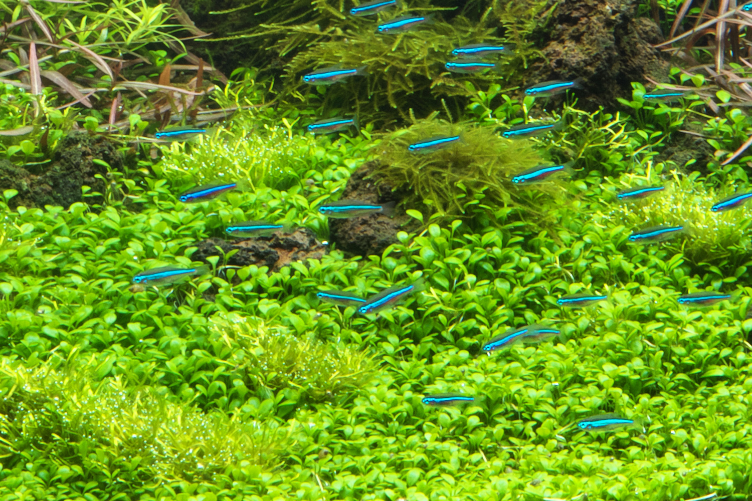 Glossostigma elatinoides