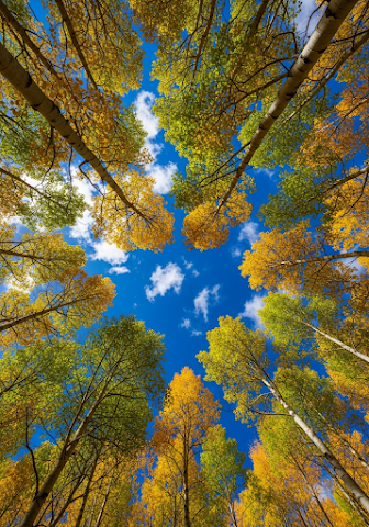 Looking Up Aspen Trees Autumn