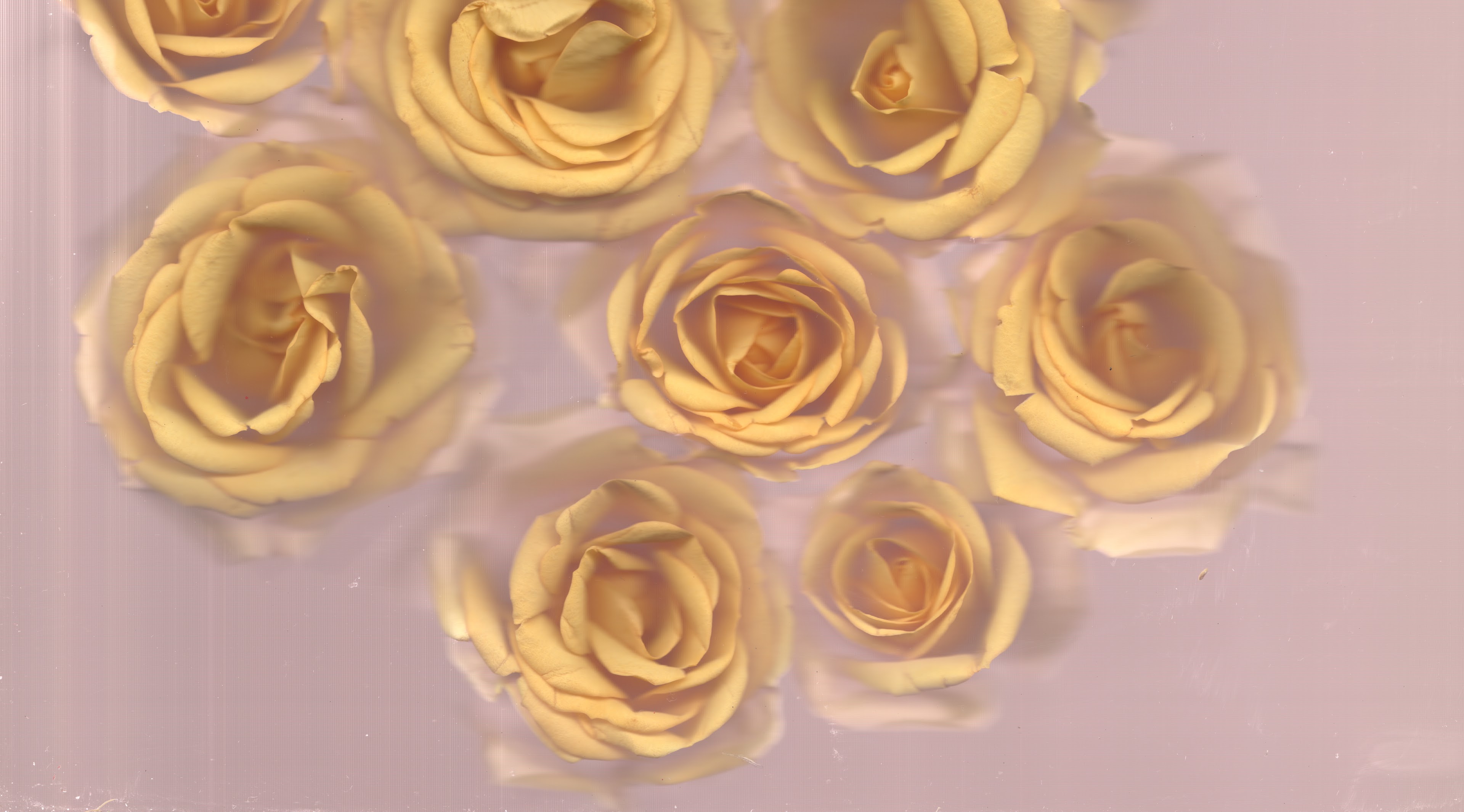 Yellow No. 4 — original botanical scanography fine art print by Zoey Solomon