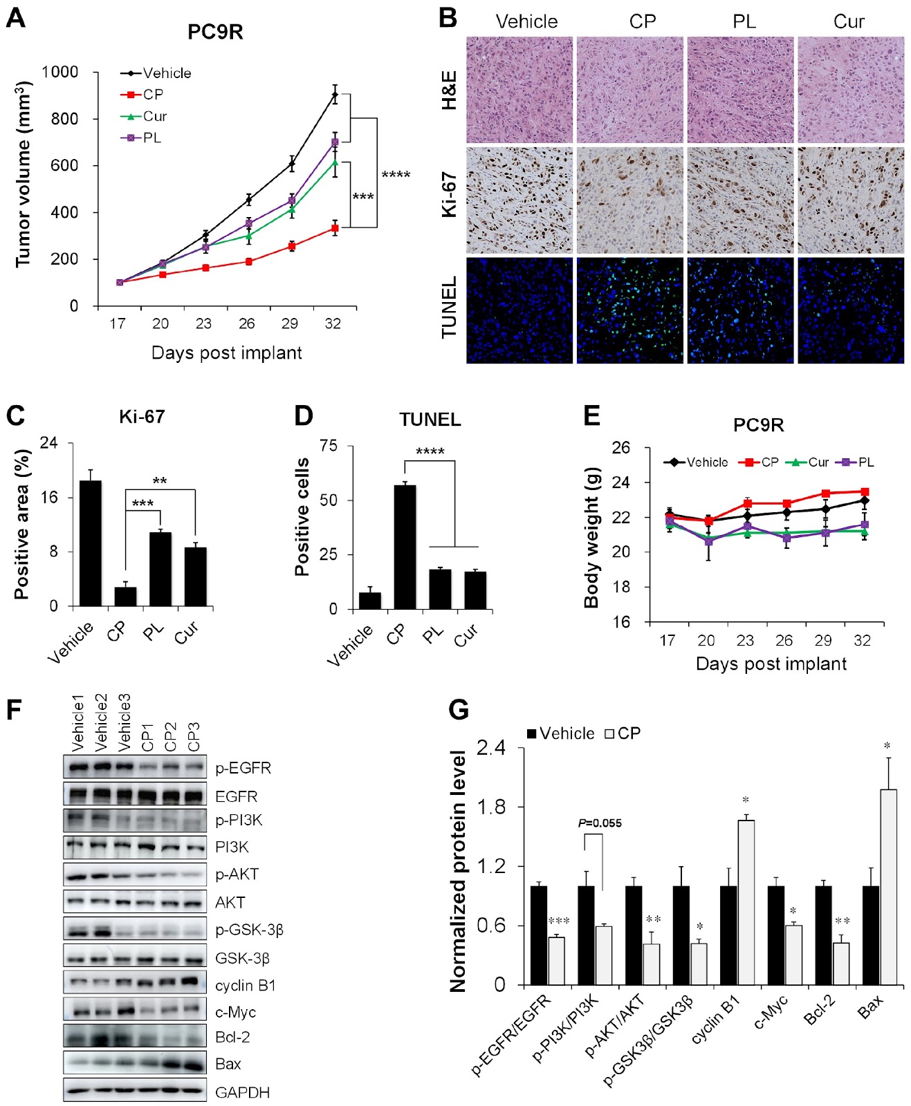 Exploring the antitumor effect of curcumin-piperlongumine hybrid molecule (CP) on EGFR-TKI-resistant non-small cell lung cancer using network pharmacological analysis and experimental verification