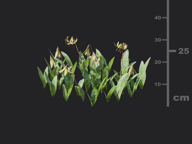 Maxtree - Plant Models Vol.116