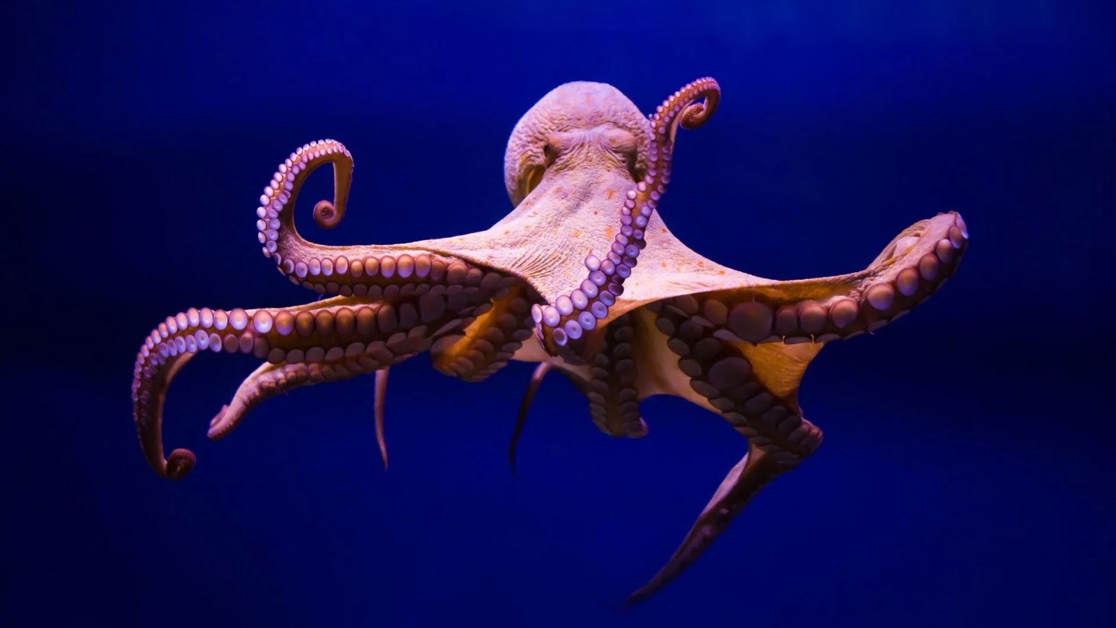 Exquisite Cephalopods