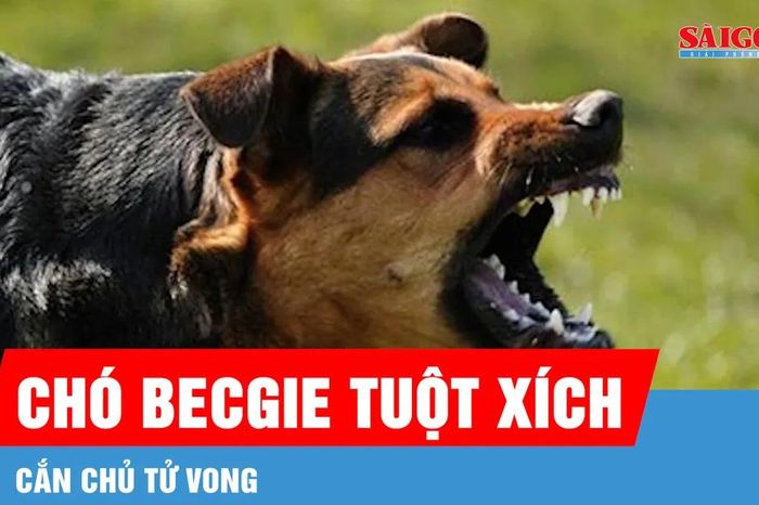Chó becgie tuột xích, cắn chủ tử vong - Báo Sài Gòn Giải Phóng
