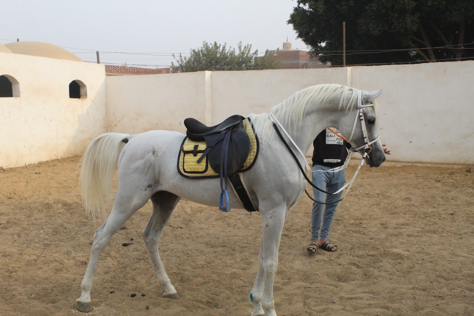 mo3ez - Horse available for riding at Wadi EL Kheil in Saqqara, Egypt. A beautiful white-grey horse with a spirited yet manageable temperament. Well-tr