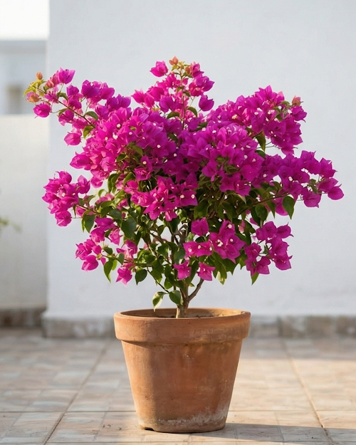 Imported Partha Bougainvillea Plant