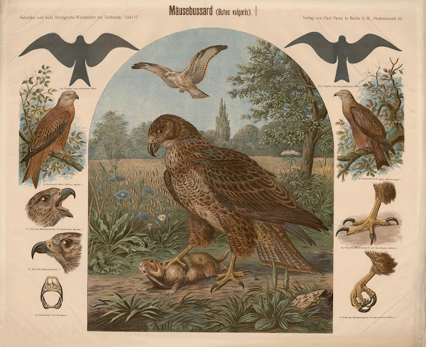 Common Buzzard Bueto vulgaris