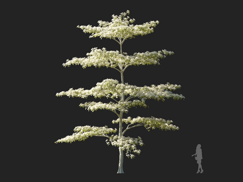 Maxtree - Plant Models Vol.114