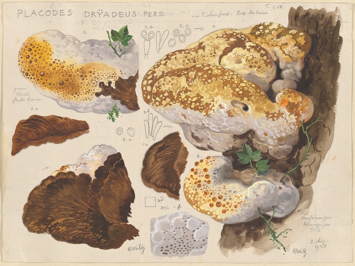 Placodes dryadeus pers 1915 1945