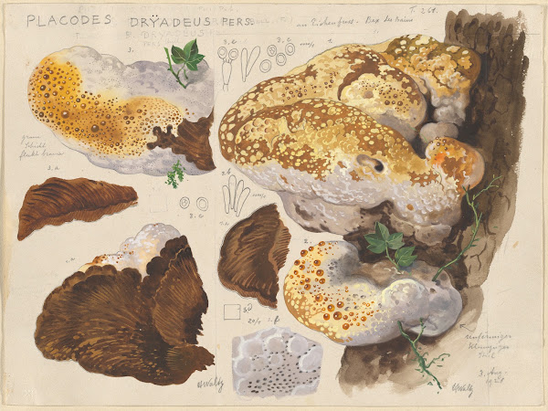Placodes dryadeus pers 1915 1945