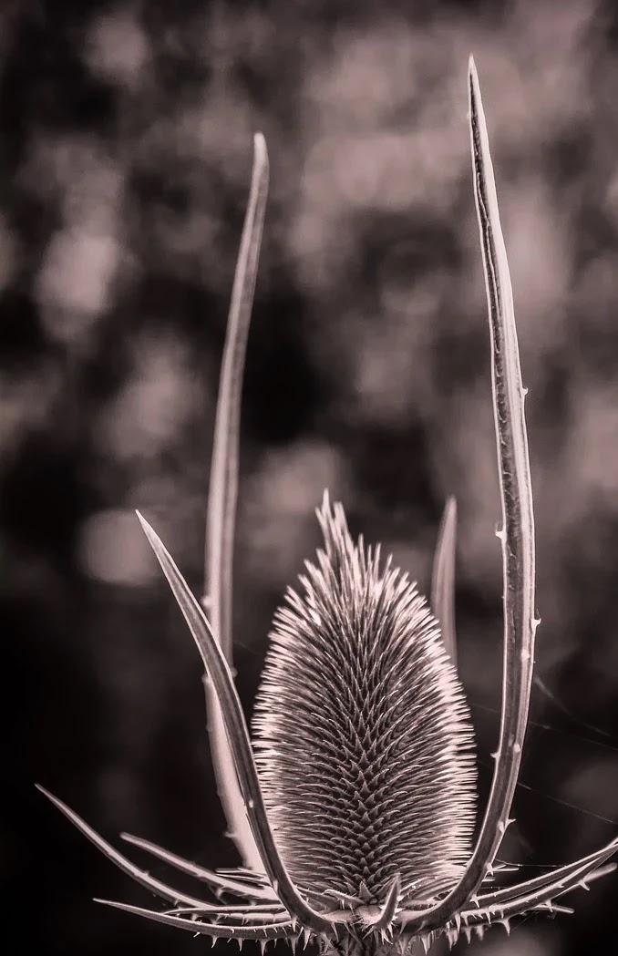 SSG머니 적립과 사용처별 최적화 방법과 주의사항