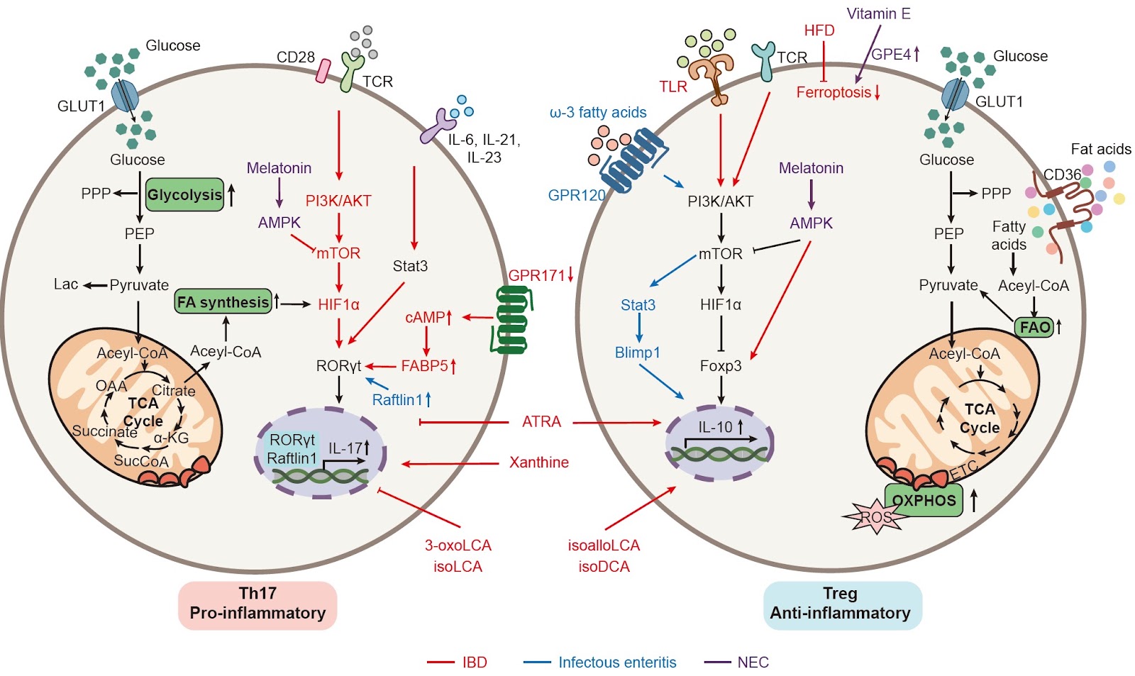 Dysregulated immunometabolism in gut inflammation
